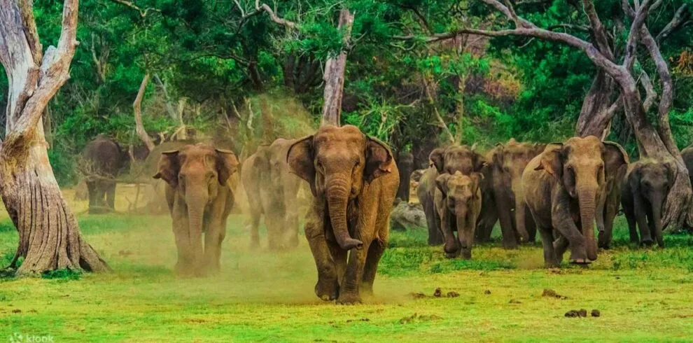 Udawalawe National Park Private Safari Tour from Bentota 1